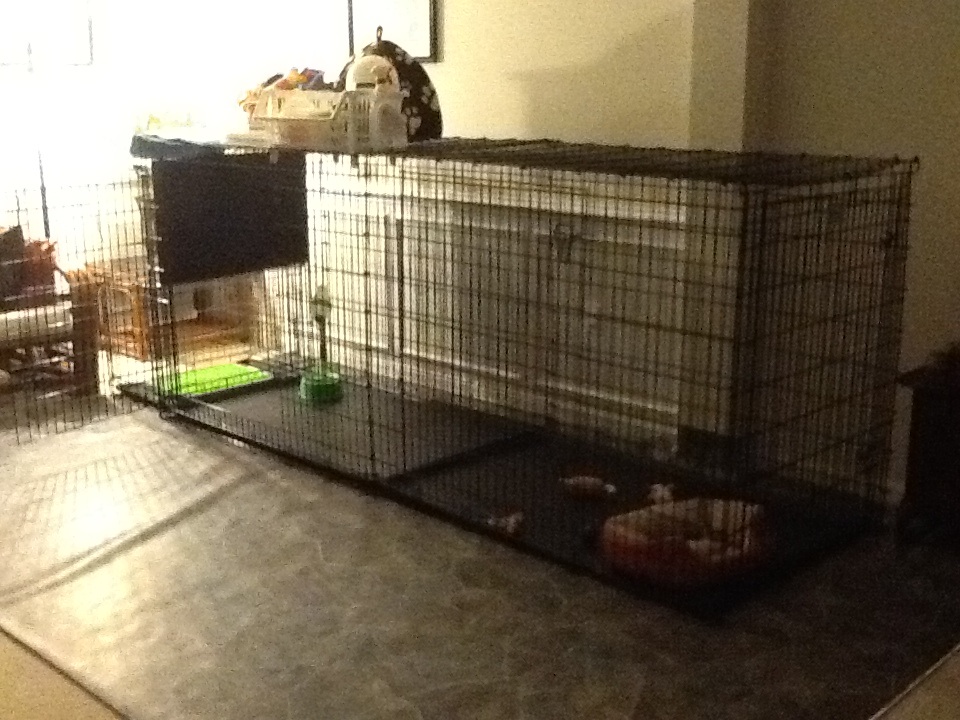 crate training in an apartment