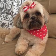 1 year old cheap shih tzu